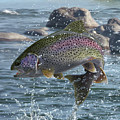 Caddis Eater