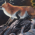 Fox on Rox