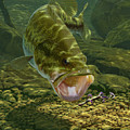 Sight Fishing